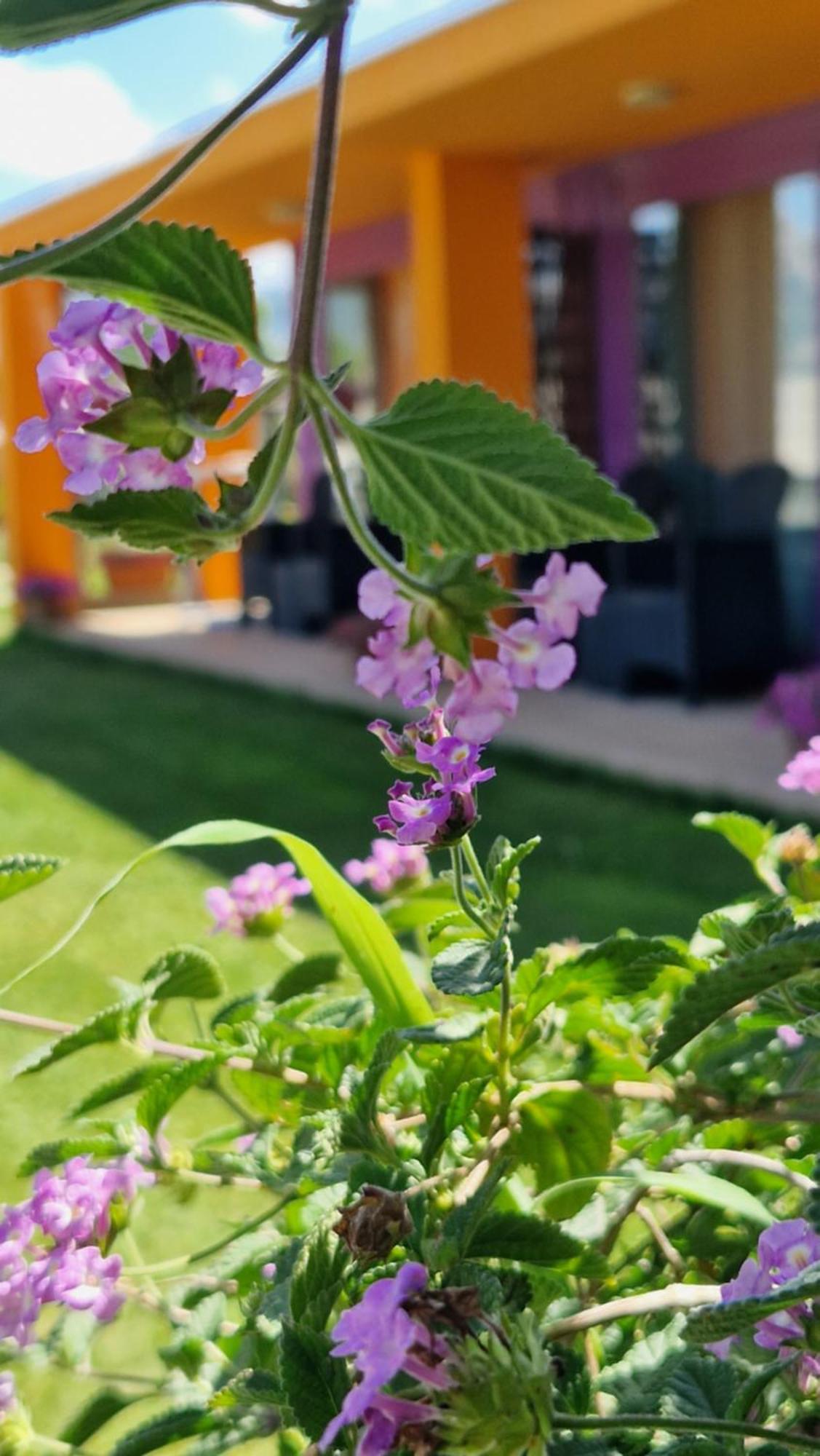 Limbara Dreaming Hotel Темпио Паузания Екстериор снимка